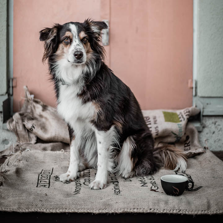 Hündin Nuka auf einem Kaffeesack mit Kaffeetasse